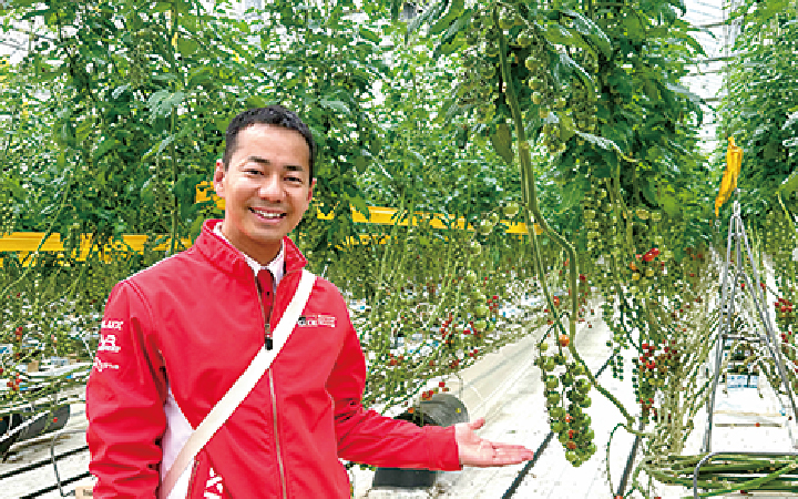 ミニトマトのハウス農園と山本左近